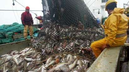 Nguồn cung và giá cá tuyết Thái Bình Dương của Mỹ giảm