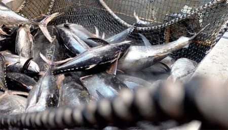 Covid-19 tác động tới xuất khẩu cá ngừ hộp Philippines sang Mỹ