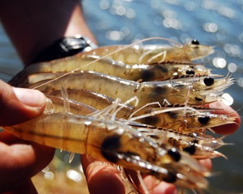 Mexico Sản lượng tôm tăng 65,5% trong 4 năm