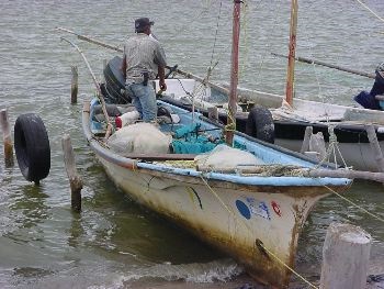 Mexico Sản lượng bạch tuộc đạt 3.000 trong 50 ngày