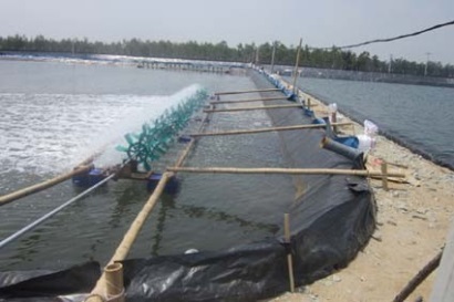 Hướng đến phát triển bền vững nghề nuôi tôm trên cát