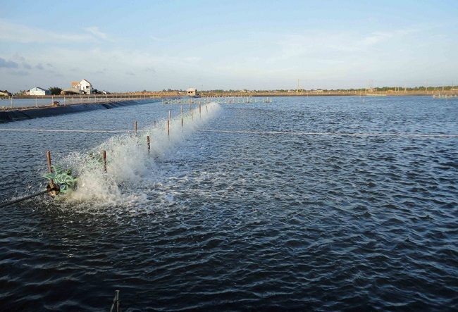 Làm sao tăng hiệu quả trong nuôi tôm (tiếp)