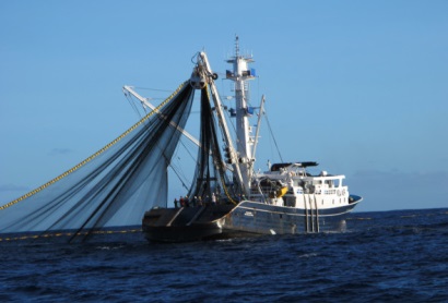 Trung Quốc Giá mực giảm nhưng quan ngại về lệnh trừng phạt Bắc Triều Tiên