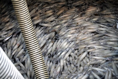 Peru Tăng cường hoạt động khai thác mực