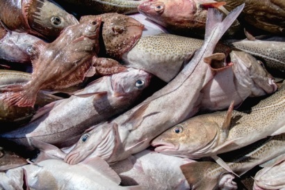Mỹ Giá cá tuyết Haddock cấp đông 2 lần tăng mạnh