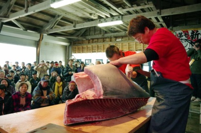 Nhật Bản cân nhắc hạn ngạch khai thác cá ngừ hàng năm