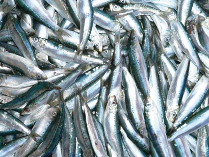 Na Uy Hạn ngạch cá tuyết lam và cá trích tăng