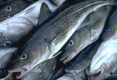 Waitrose triệu hồi philê cá tuyết chấm đen do ghi sai nhãn