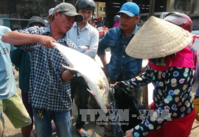 Ngư dân Quảng Trị ra quân khai thác vụ cá Nam 