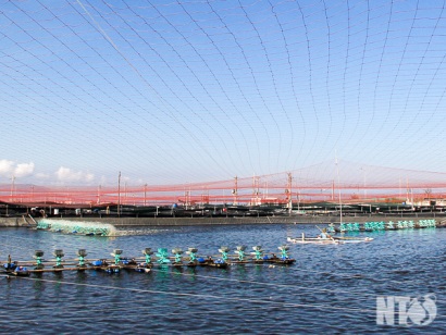 Ninh Thuận Tăng cường công tác phòng, chống dịch bệnh trên tôm nuôi