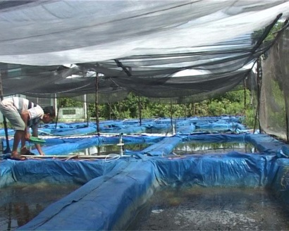 Ngọc Hiển (Cà Mau) Thí điểm hiệu quả mô hình ươm cua giống, cá kèo giống