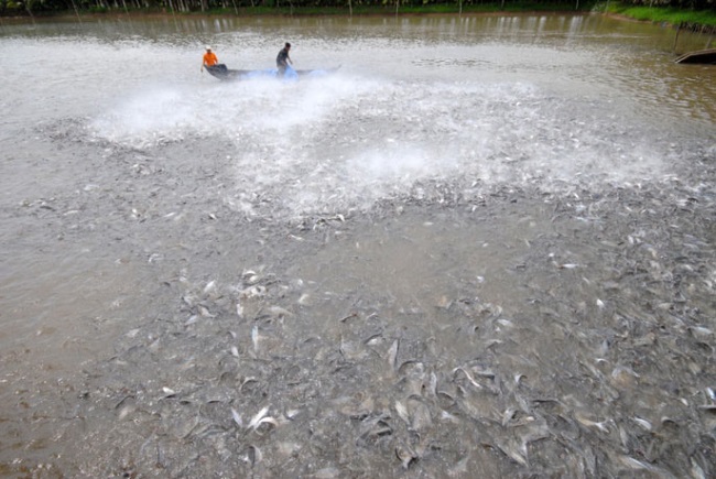 Thủy sản về đích Chưa như kỳ vọng nhưng không thất vọng