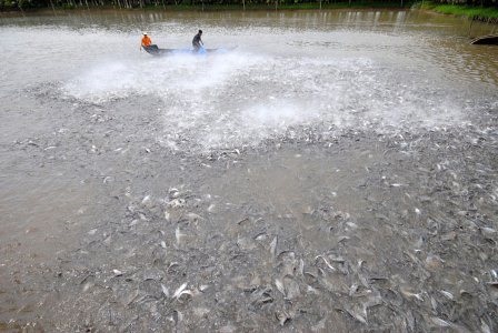 Thủy sản chào năm 2020, chào vận hội mới