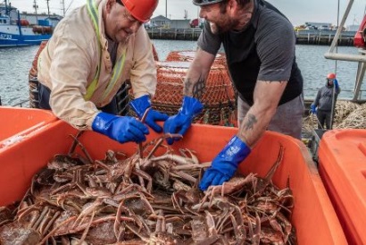 Vùng Vịnh Saint Lawrence đã khai thác 50% hạn ngạch cua