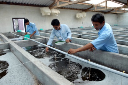 Sóc Trăng Sản xuất giống tôm chất lượng cao mang thương hiệu ‘Tôm Việt Nam’