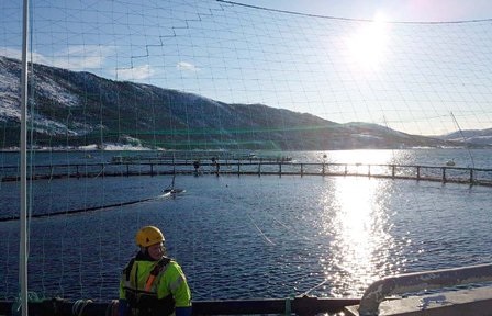 Norcod (Na Uy) Sản xuất cá tuyết quy mô công nghiệp có cơ hội làm nên lịch sử