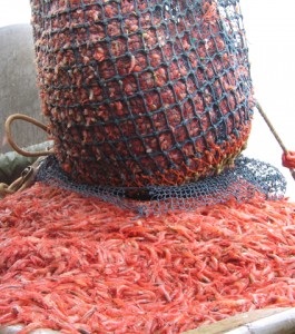 Ngành tôm bờ Tây Mỹ gặp khó khăn