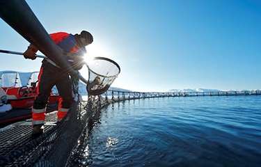 Na Uy Sinh khối cá hồi giảm 1% trong tháng 72018