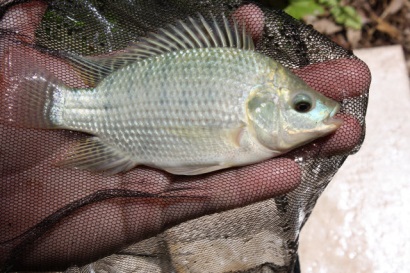 Mexico đẩy mạnh nuôi cá rô phi