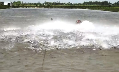 TP Cần Thơ Trên 218ha cá tra đạt chứng nhận theo các tiêu chuẩn