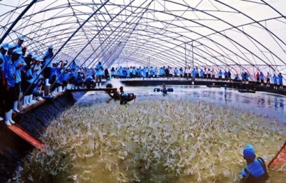 Bạc Liêu Tổng sản lượng nuôi trồng và khai thác thủy sản trong tháng 12017 đạt 16.221 tấn 