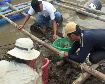 Cà Mau Hợp tác xã Hàu lồng Đất Mũi doanh thu 4,5 tỷ đồng