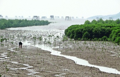 Hậu Lộc (Thanh Hóa) Khai thác tiềm năng vùng triều nuôi nhuyễn thể