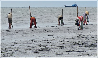 Thực hư chuyện nghêu chết diện rộng ở Cần Giờ