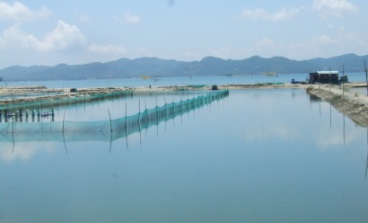 Phú Yên Nuôi sò huyết trong ao tôm