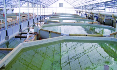 Nhiều dư địa cho nông nghiệp công nghệ cao