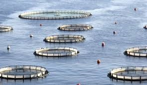 GOAL Những nhân tố tác động lớn đến ngành nuôi trồng thuỷ sản