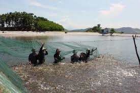 Diện tích nuôi tôm nước lợ cả nước quý I2017 ước đạt 535,6 ngàn ha 