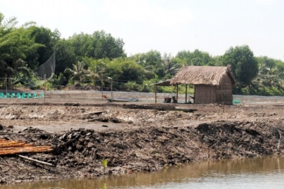 Cà Mau Vùng nuôi tôm sinh thái đang bị đe doạ