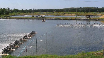 Bạc Liêu Tháng 5 thả giống 1.846 ha tôm nuôi thâm canh, bán thâm canh 