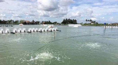 Nuôi tôm theo công nghệ Aquamimicry