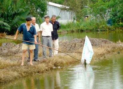 Nuôi tôm càng xanh toàn đực trong ruộng lúa