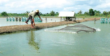 Mở hướng ra cho con tôm càng xanh khôi phục phát triển diện tích