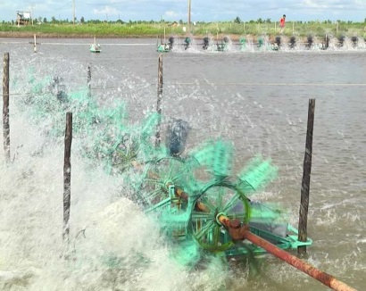 Nuôi tôm công nghiệp Chú trọng năng suất