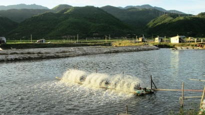 Kiên Giang Tổng sản lượng thủy sản khai thác và nuôi trồng đạt 529.584 tấn