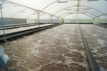 Nỗ lực nghiên cứu về loài nuôi và sự chấp nhận của ngành Bài học để tiến bộ