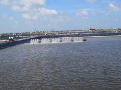 Xuất khẩu tôm chân trắng sang thị trường EU