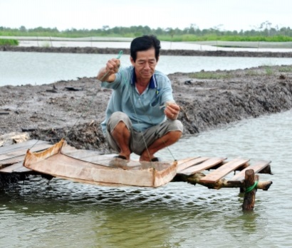 Nuôi tôm theo VietGAP thu nhập 1 tỷ đồngha