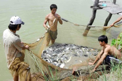 Đà Nẵng Nuôi thủy sản nước ngọt phát triển khá