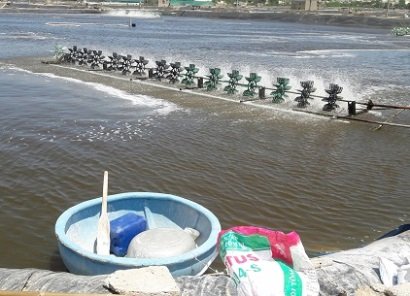 Quảng Nam Tổng diện tích nuôi tôm thẻ lót bạt ven biển đạt trên 520 ha