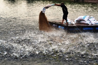 Ngành cá tra có cơ hội phát triển