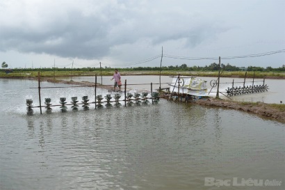 Kiên Giang 2.900 ha tôm nuôi bị thiệt hại do nắng nóng