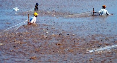 Sau khi giảm sâu, giá tôm chân trắng có dấu hiệu tăng
