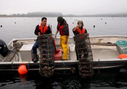 Peru Sản lượng sò điệp giảm mạnh