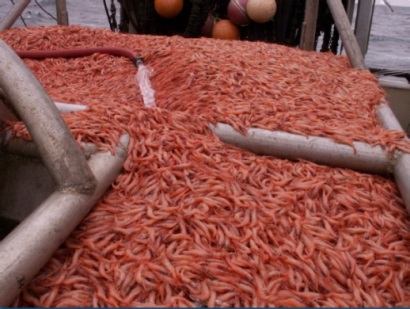 Mỹ Khối lượng khai thác tôm hồng bờ Tây giảm 50%