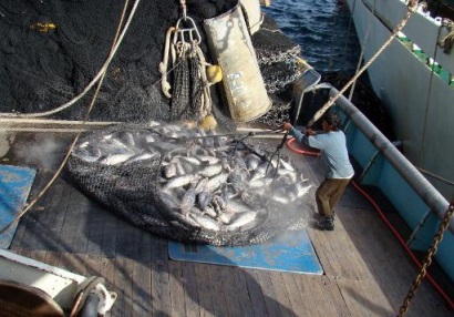 Đội tàu cá ngừ Mỹ bị cấm khai thác ở Tây Thái Bình Dương